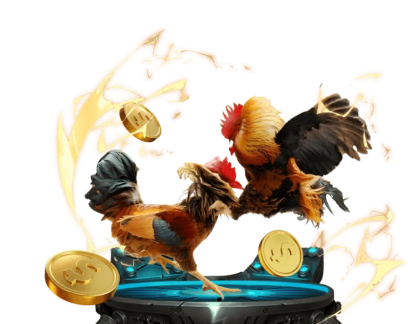 Xem đá gà trực tiếp HD